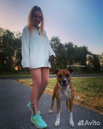 Тренер собак (кинолог)