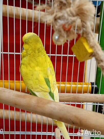 Попугаи ввп чех