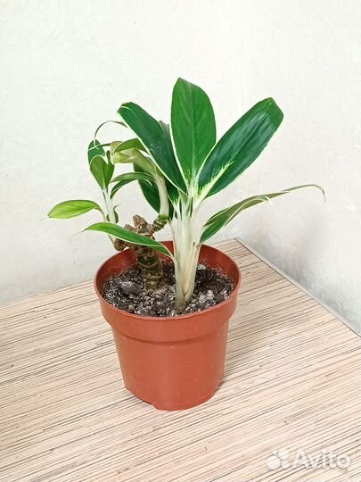 Дополнительные фото вышлю в сообщения