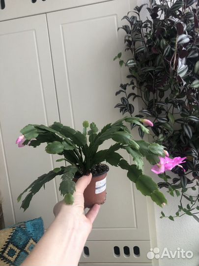 Цветы комнатные Декабрист Зигокактус