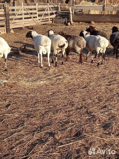 Овцы бараны