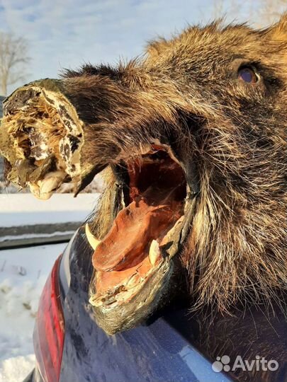 Чучело головы кабана