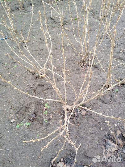 Молодые кусты чёрной смородины