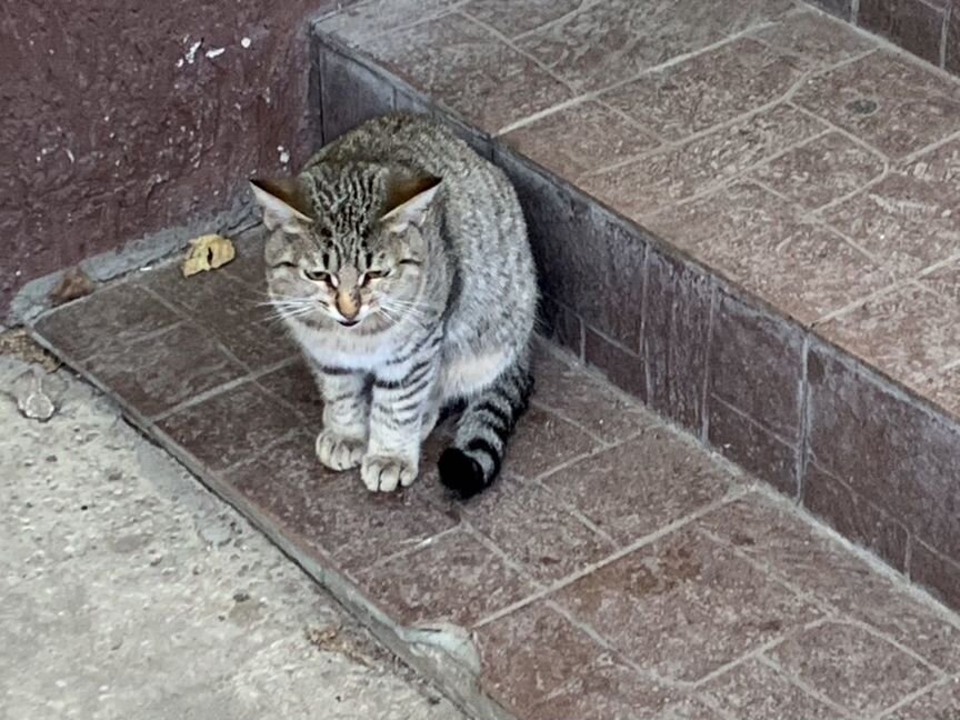 Котика подбросили к пекарне,очень нужен дом