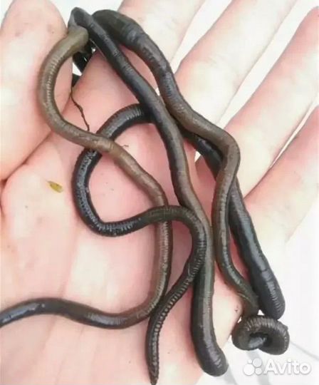 Черви зеленые