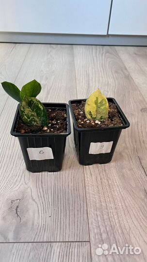 Замиокулькас вариегатный Шорт Лив