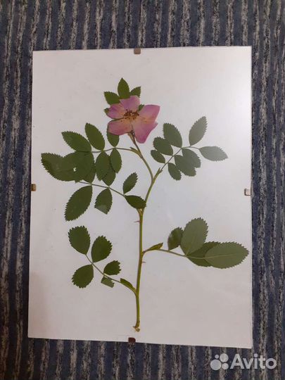 Гербарий в стекле. Картина 