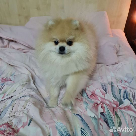 Вязка. Немецкий шпиц