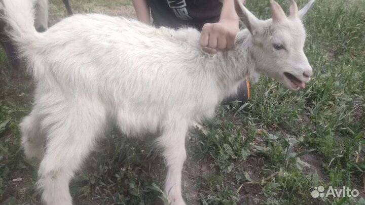 Козлики 2шт