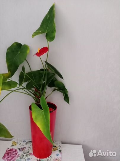 Антуриум красный, розовый и розовый пастельный