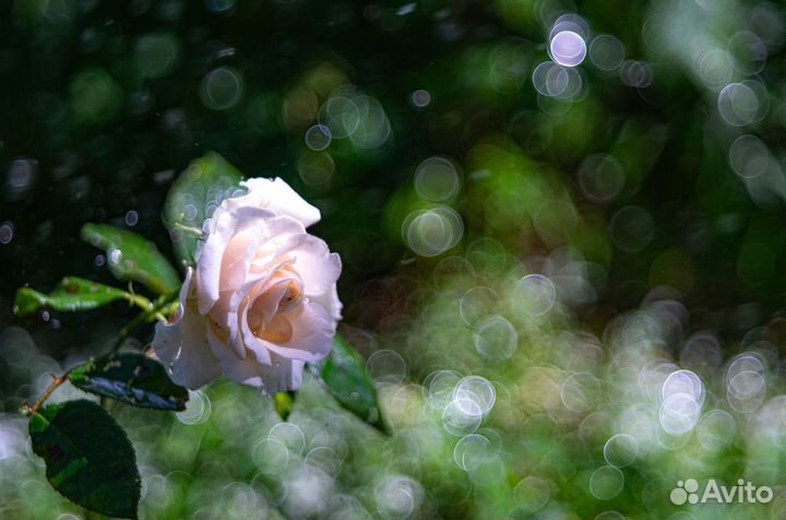 Объектив Pentacon AV 80/2.8