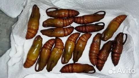 Табачный бражник