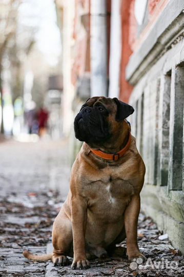Бульмастиф