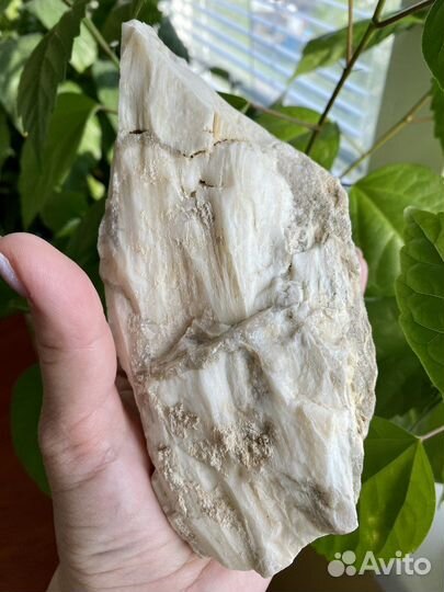 Окаменелое Дерево