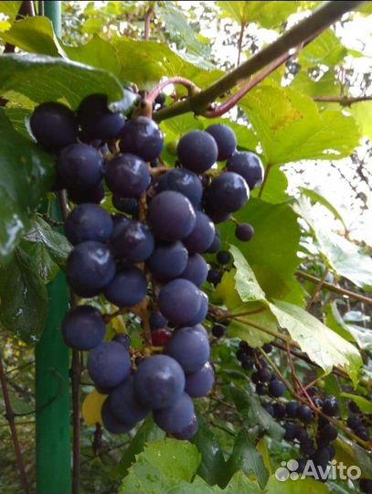 Укорененные черенки Винограда