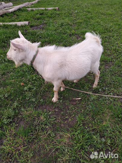 Козел зааненский, 7 месяцев