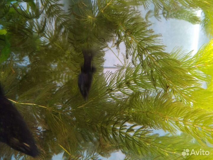 Водоросли для аквариума