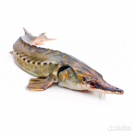 Живая царская рыба оптом с доставкой