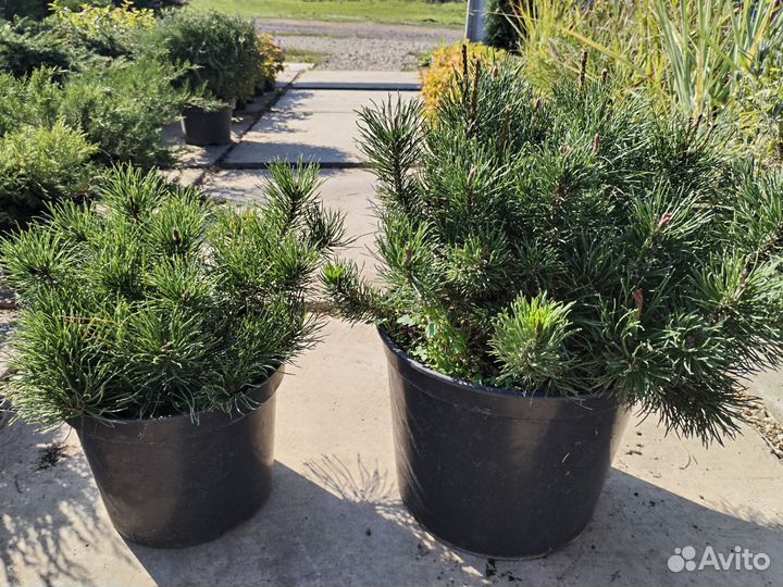 Горная сосна Пумилио, можжевельники