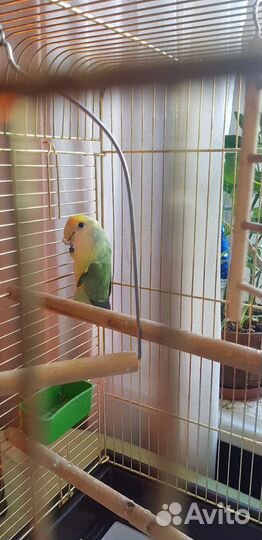 Попугай неразлучник с клеткой