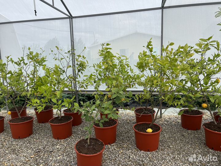 Лимоны - отличный подарок