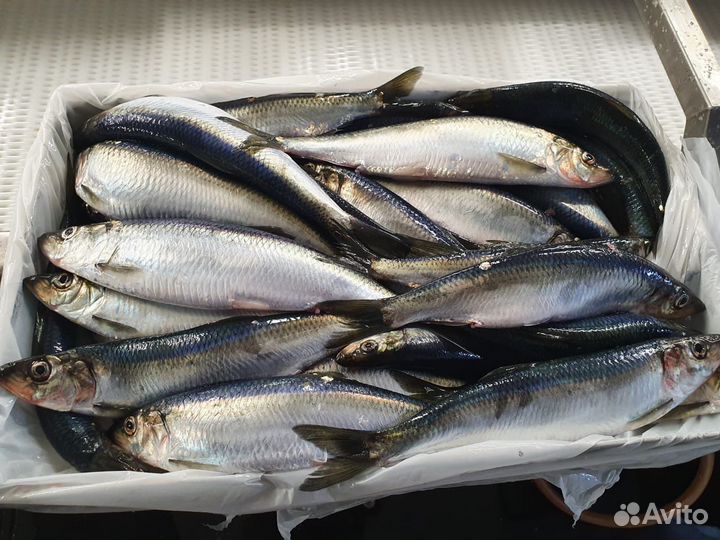Свежемороженая рыба. Рыба оптом. Свежий улов