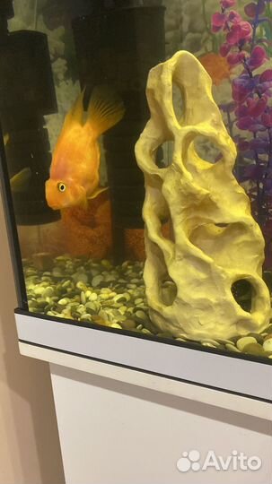 Попугай, астранутос, парчовый сом, акара