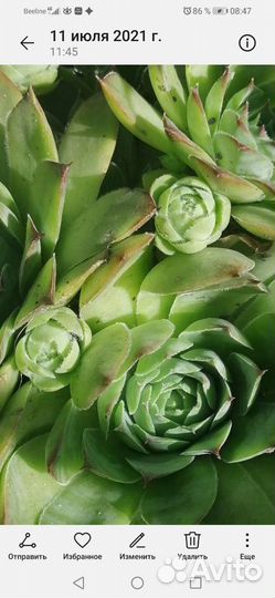 Каменный цветок