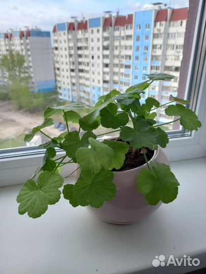 Пеларгония герань