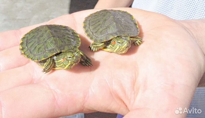 Красноухие черепахи 2шт