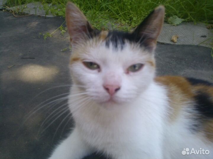 Корпус катера с каютой