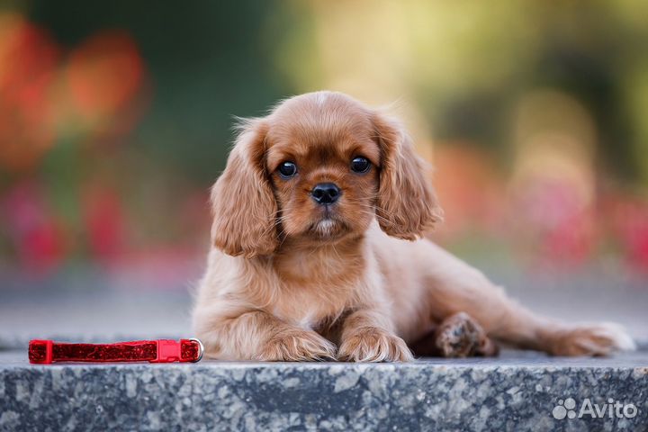 Щенки Кавалер кинг чарльз спаниель