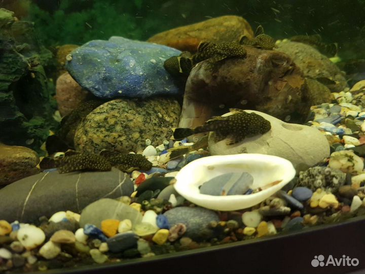 Сомики-анцистры