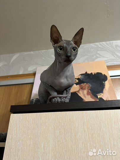 Канадский сфинкс вязка