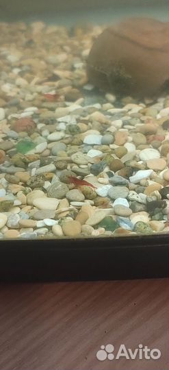 Креветки черри аквариумные