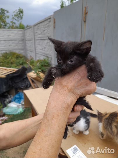 Подкинули котяток