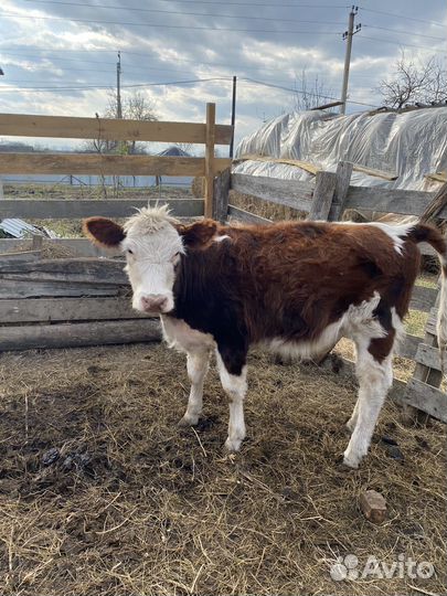 Телочка и бычек