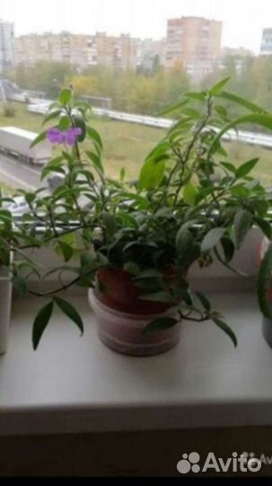 Каланхоэ лечебное и другие цветы