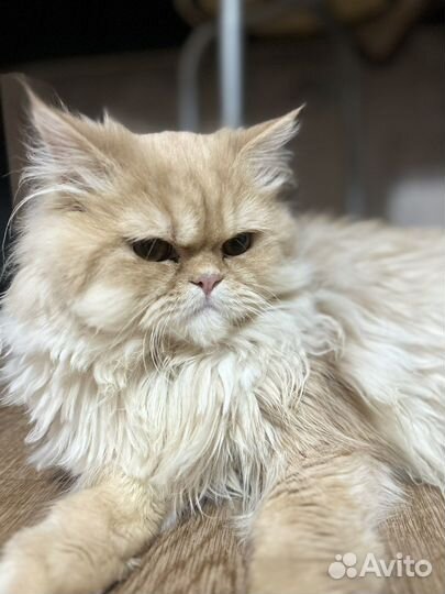 Персидская шиншилла