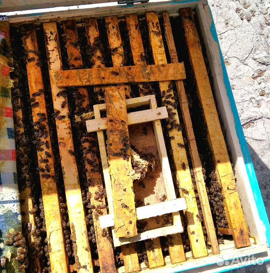 Пчелопакеты 2025