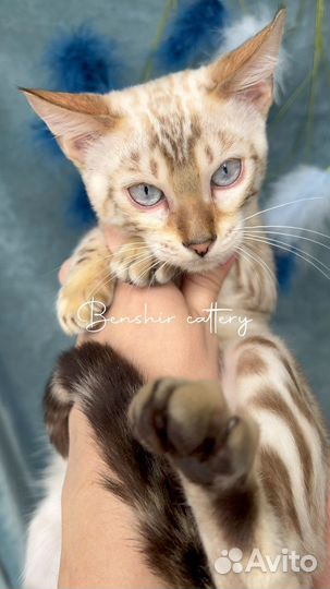 Снежный бенгальский кот окраса линкс