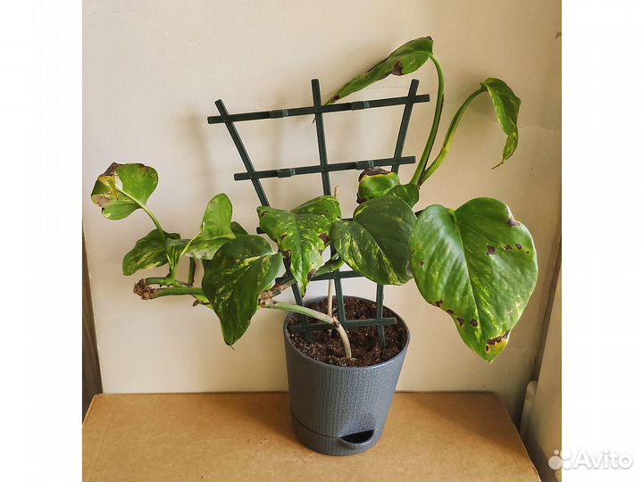 Лиана Эпипремнум золотистый