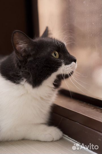 Сенюшка (кот)