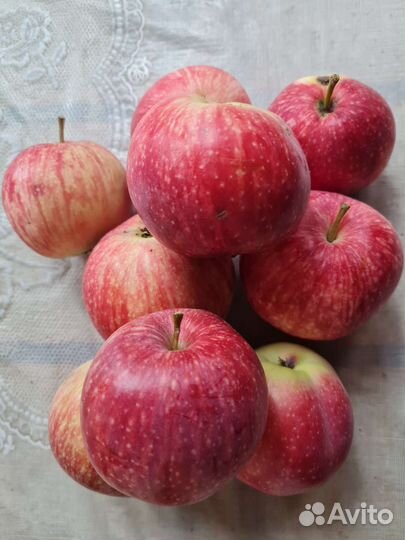Яблоки дачные