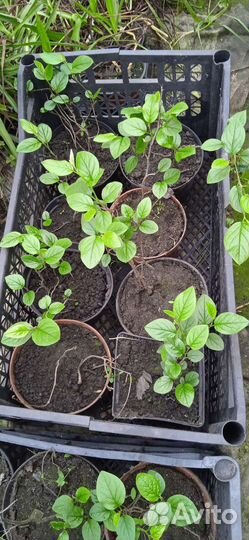 Кизильник обыкновенный