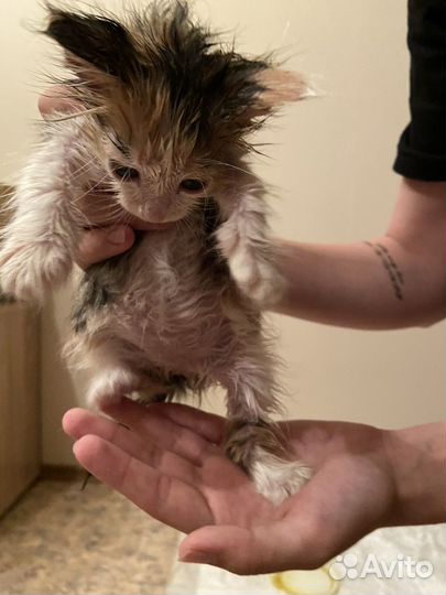 Котята в добрые руки бесплатно