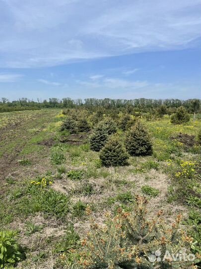 Ель Голубая колючая, крупномер