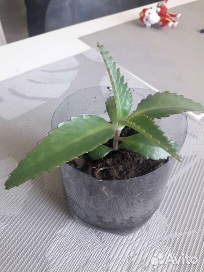 Каланхоэ лечебное