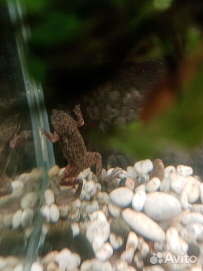 Аквариум с крышкой