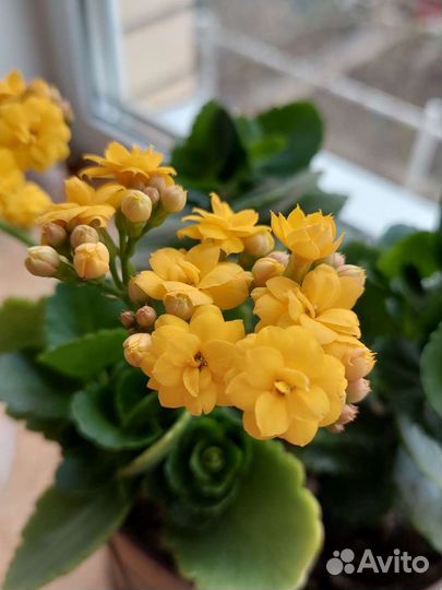 Каланхоэ саженцы в горшках